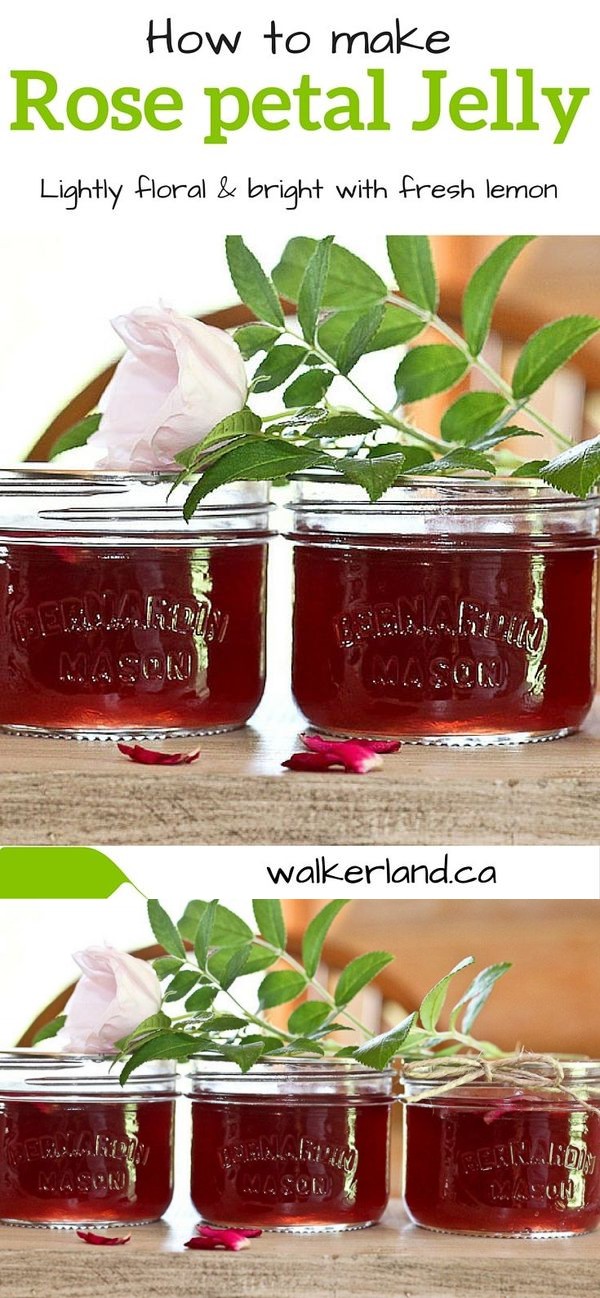 Home Canning: Rose Petal Jelly