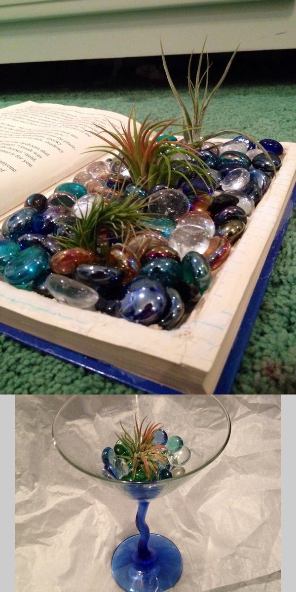 How to Display Your Air Plants in a Creative and Easy Way