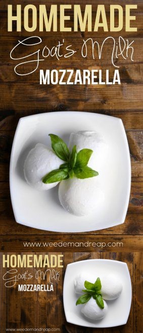 Homemade Goat's Milk Mozzarella