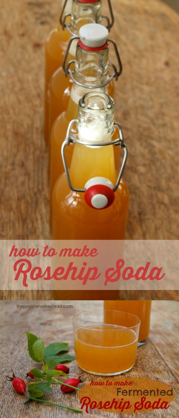 How to Make Fermented Rosehip Soda