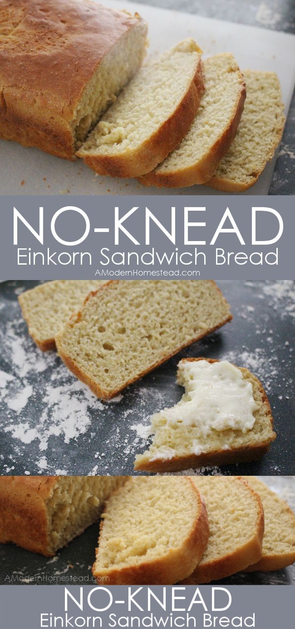 No Knead Einkorn Sandwich Bread