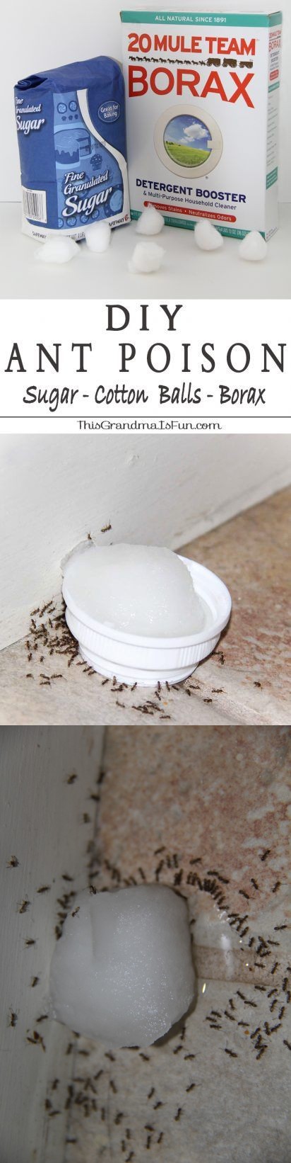 Poison Ants DIY