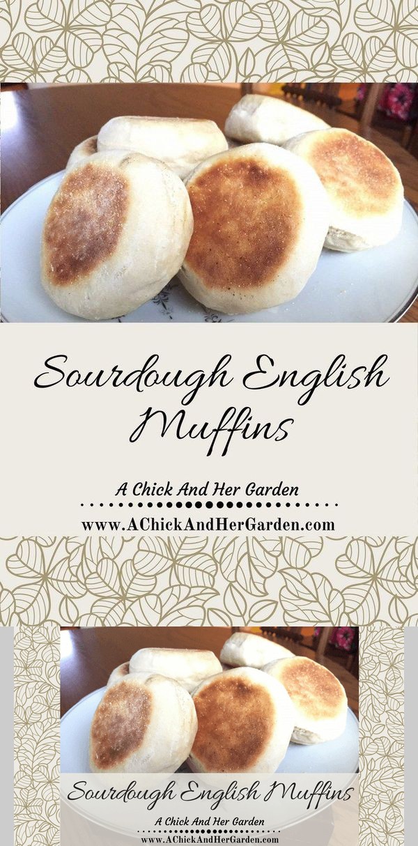 Sourdough English Muffins