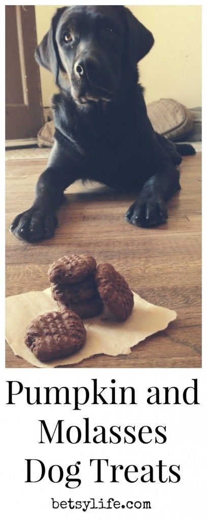 Easy Homemade Dog Treats