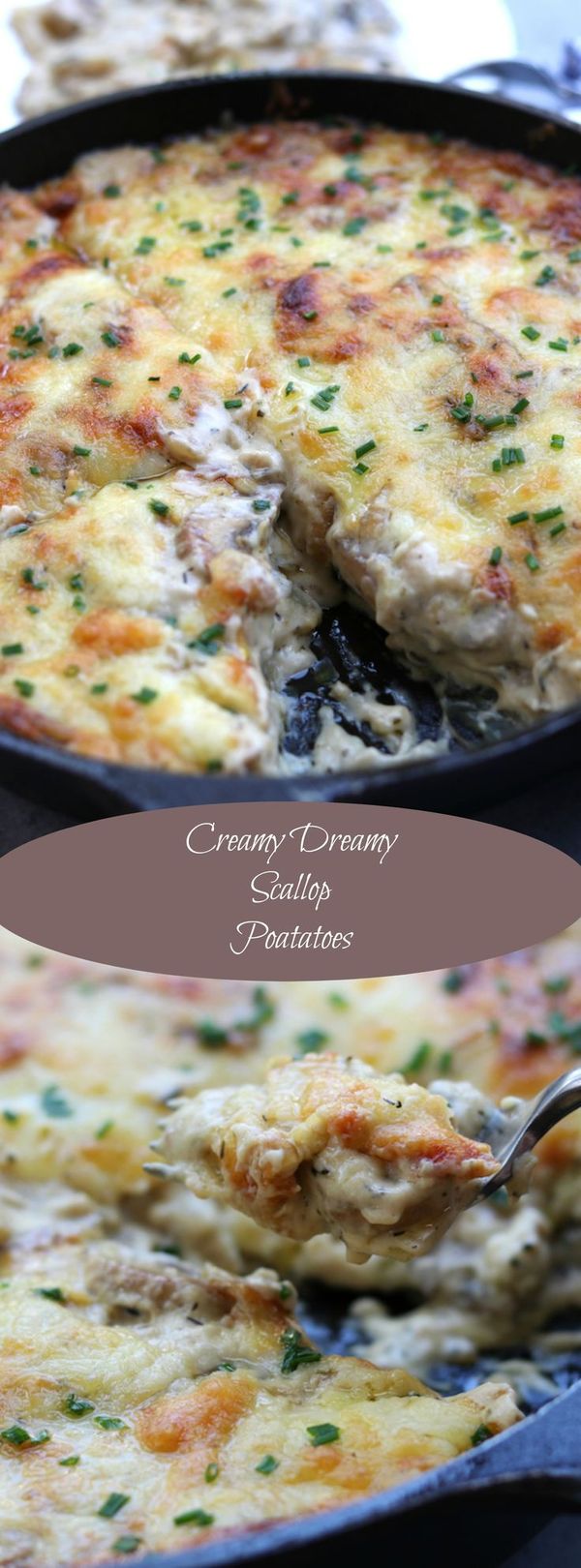 Creamy Dreamy Scallop Potatoes