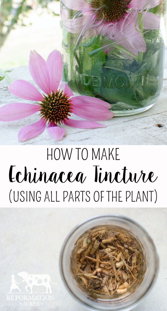 Echinacea Tincture