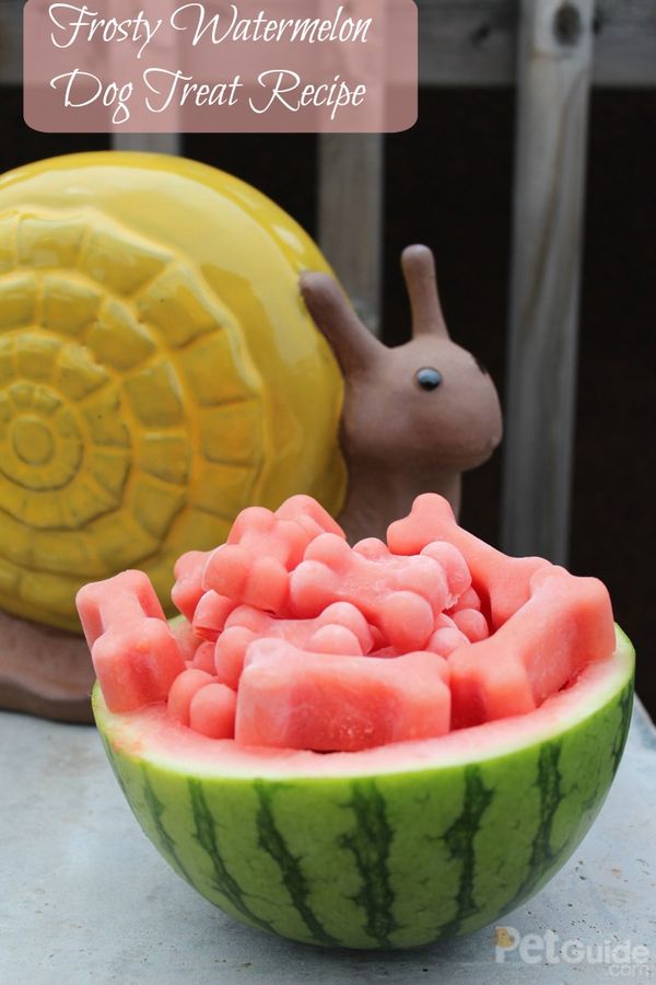 Frosty Watermelon Dog Treat