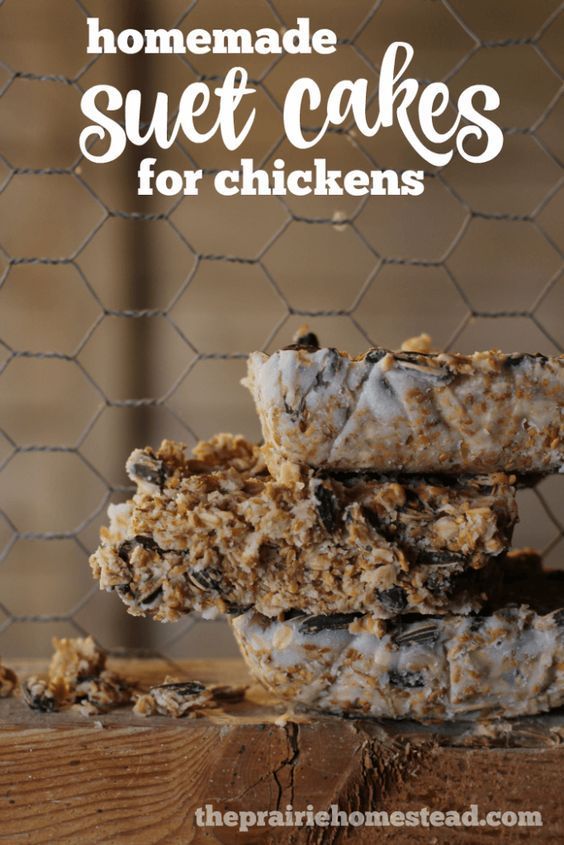 Homemade Suet Cakes for Chickens