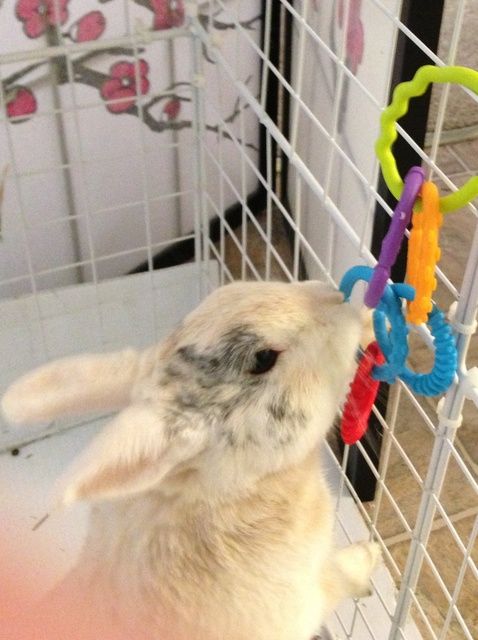 How to Make Homemade Rabbit Toys for When You Are Away