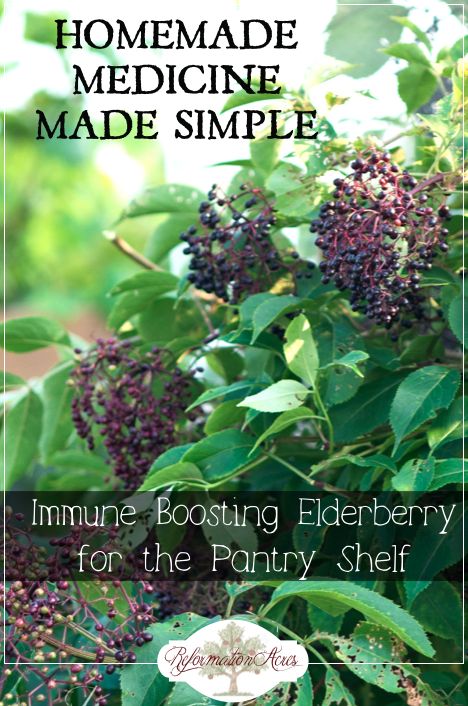 Immune-Boosting Elderberry Syrup (For the Pantry Shelf