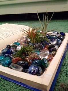 How to Display Your Air Plants in a Creative and Easy Way