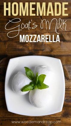 Homemade Goat's Milk Mozzarella