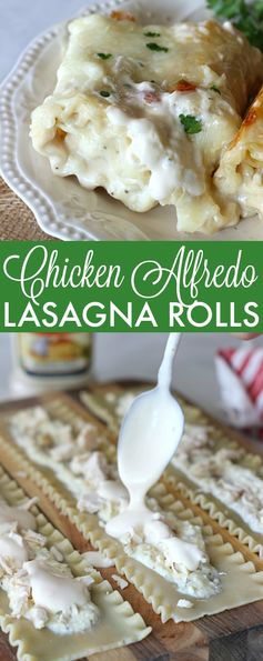 Chicken Alfredo Lasagna Rolls