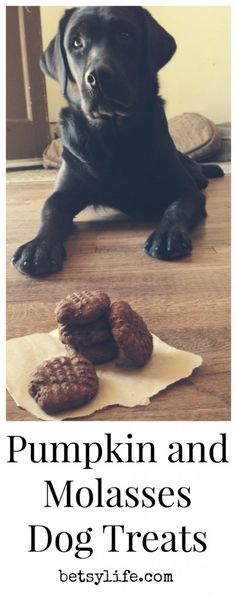 Easy Homemade Dog Treats