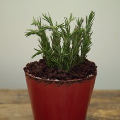 Chocolate Cake with Rosemary Buttercream