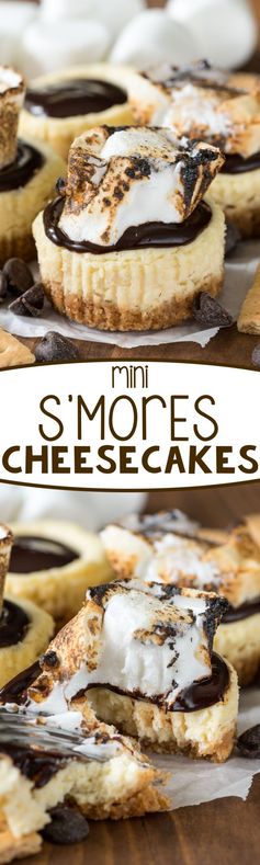 Mini S'mores Cheesecakes