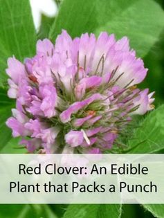 Red Clover Blossom Syrup