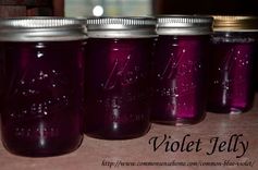 Violet Jelly